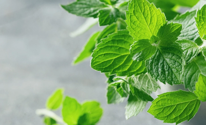 綠薄荷功效