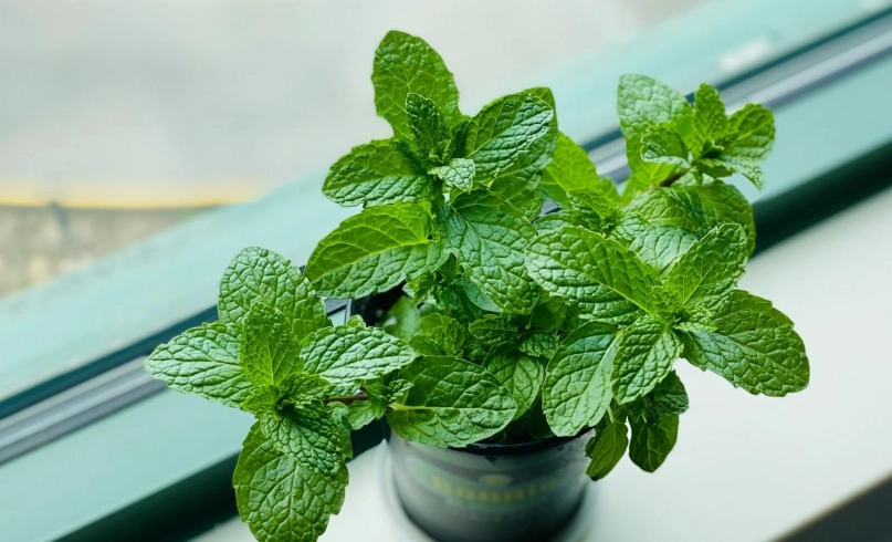 綠薄荷茶 綠薄荷茶