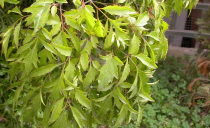 裂葉福祿桐 照顧