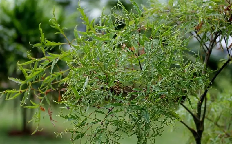 裂葉福祿桐 風水