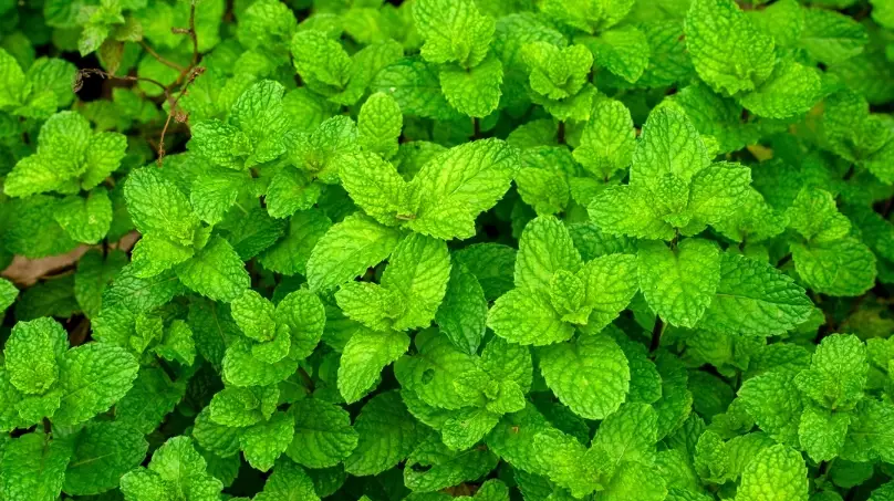 綠薄荷種植 綠薄荷種植