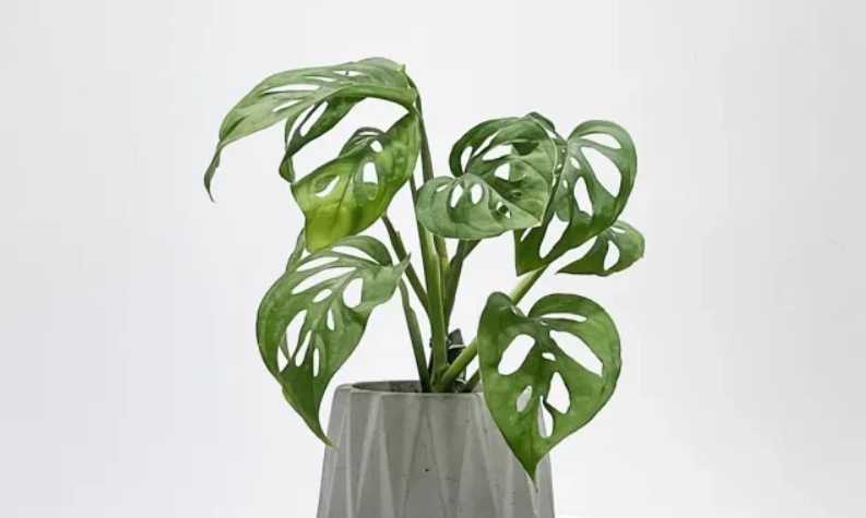 洞洞蔓綠絨 黃葉