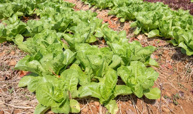 小白菜種植季節 小白菜種植季節