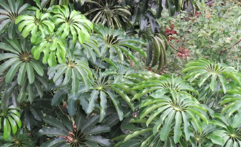 鴨腳木葉子變黃