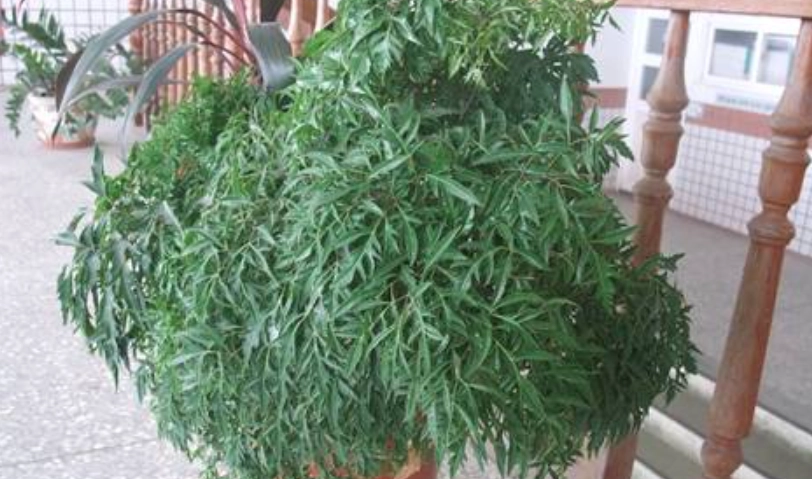 裂葉福祿桐 盆栽