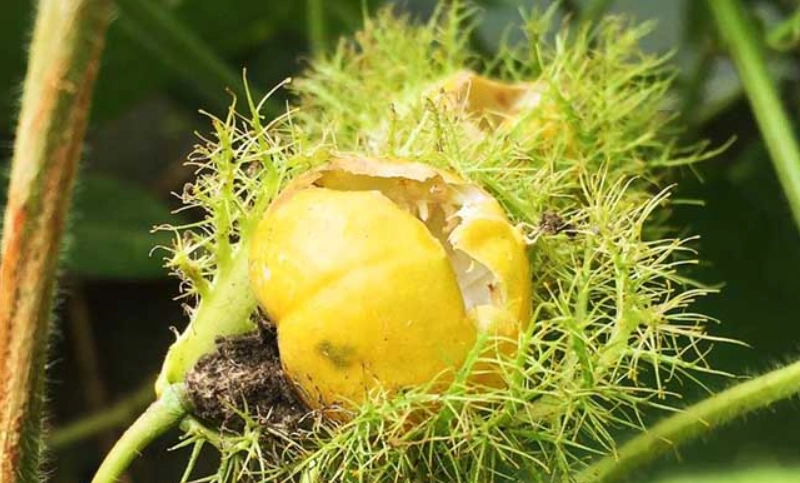 毛西番蓮照顧 毛西番蓮照顧