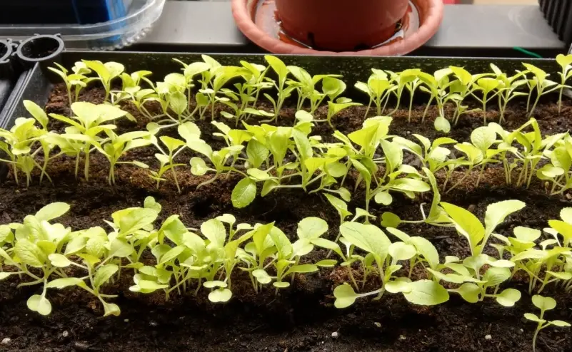 小白菜種植季節 小白菜種植季節