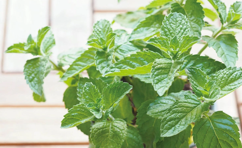 綠薄荷功效 綠薄荷功效