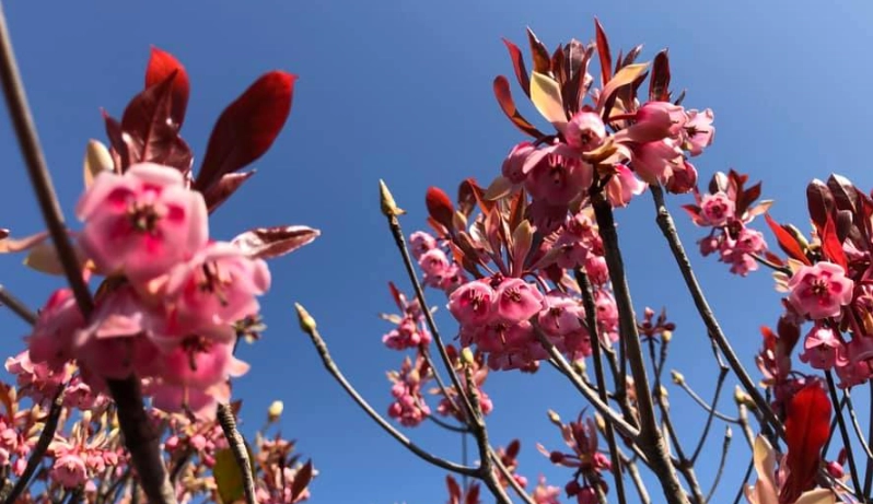 台灣吊鐘花秘境