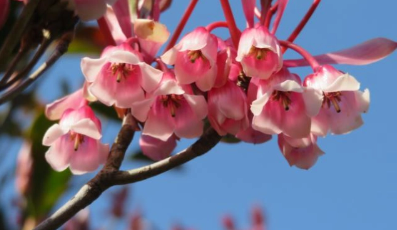 台灣吊鐘花秘境