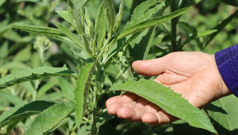 大風草使用方法