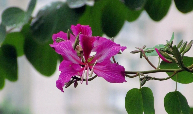 洋紫荊 種植 洋紫荊 種植