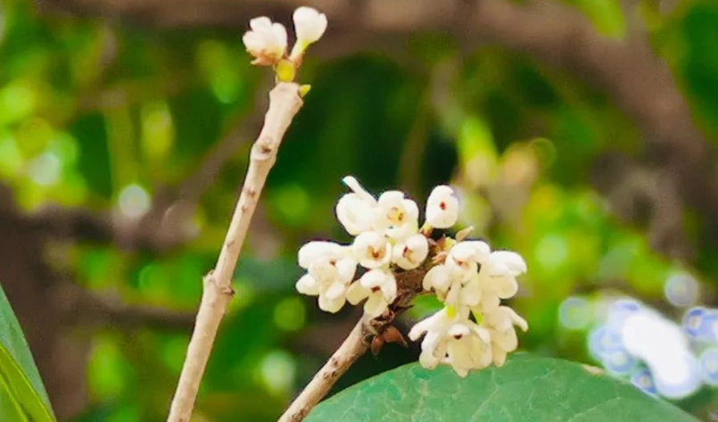 桂花景點 推薦 桂花景點 推薦