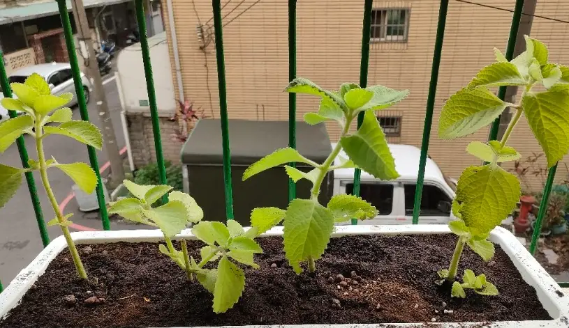 左手香栽培方法 左手香栽培方法