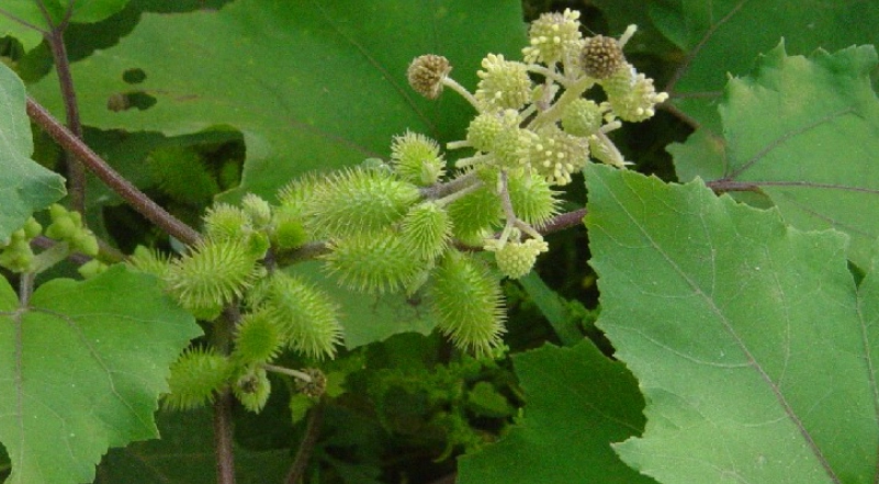 蒼耳植物 蒼耳植物