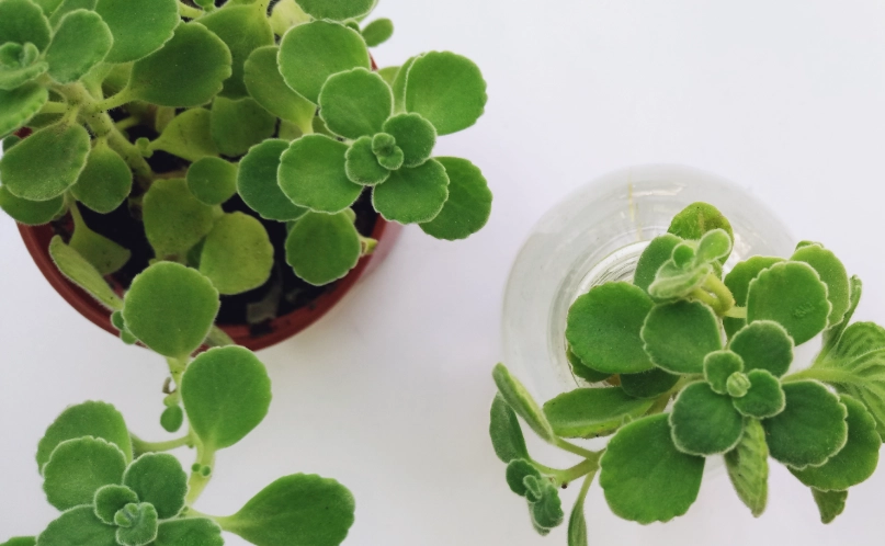 左手香照顧技巧 左手香照顧技巧