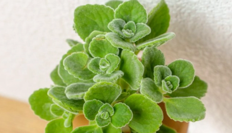 左手香栽培方法 左手香栽培方法