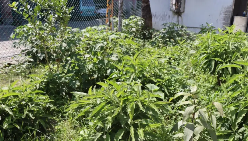 大風草使用方法