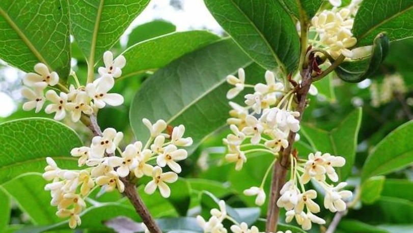 桂花景點 推薦 桂花景點 推薦