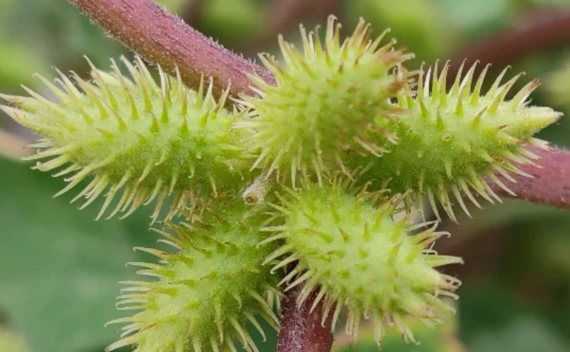 蒼耳功效 蒼耳功效