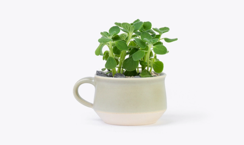 左手香栽培方法 左手香栽培方法