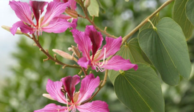 洋紫荊 觀賞地點 洋紫荊 觀賞地點