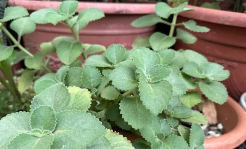 左手香照顧技巧 左手香照顧技巧