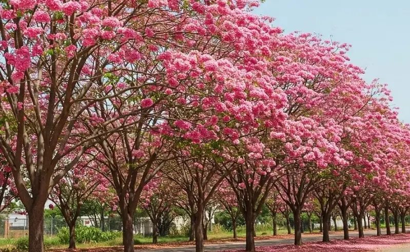 紅花風鈴木 景點 紅花風鈴木 景點