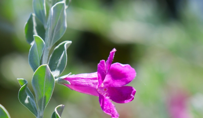 紅花玉芙蓉 景點