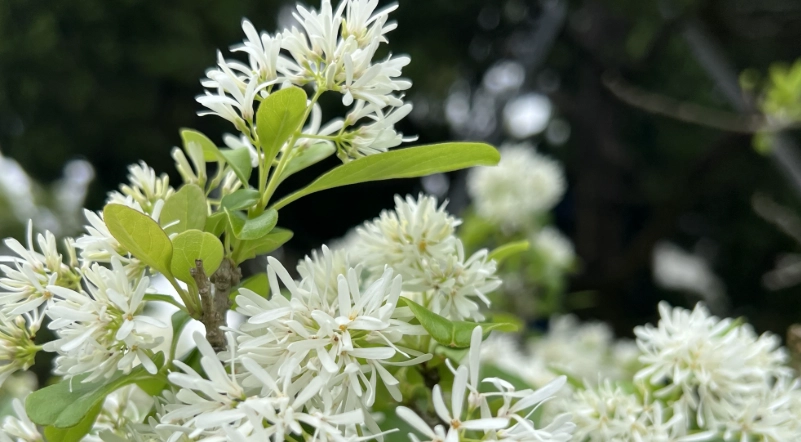 流蘇花 賞花地點