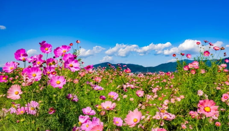 台灣波斯菊景點