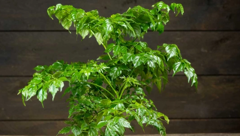 菜豆樹風水 菜豆樹風水