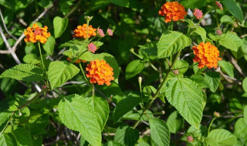 馬纓丹有毒嗎 馬纓丹有毒嗎