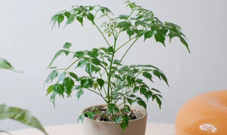 菜豆樹風水 菜豆樹風水