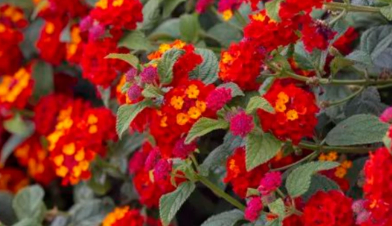 馬纓丹 入侵種 馬纓丹 入侵種