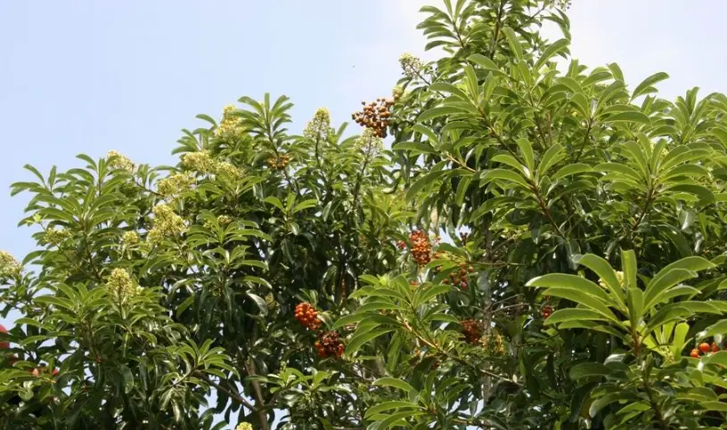 台灣海桐 種植 台灣海桐 種植