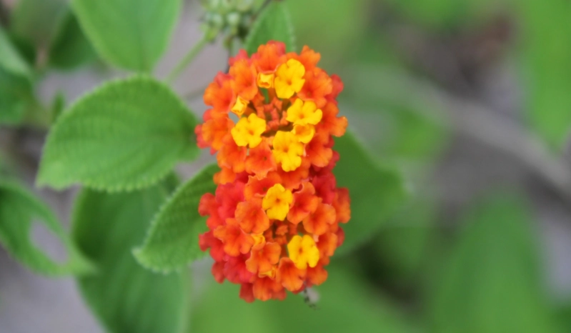 馬纓丹有毒嗎 馬纓丹有毒嗎