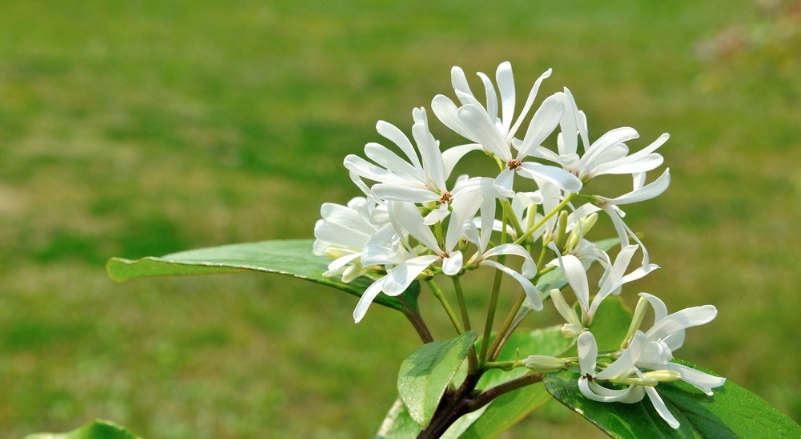 流蘇花 賞花地點