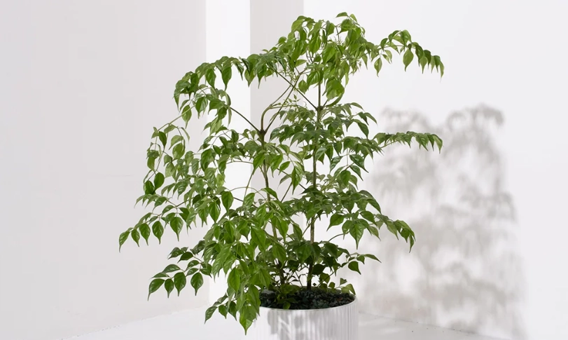 菜豆樹照顧全指南：十年經驗分享從澆水到風水的實用秘訣