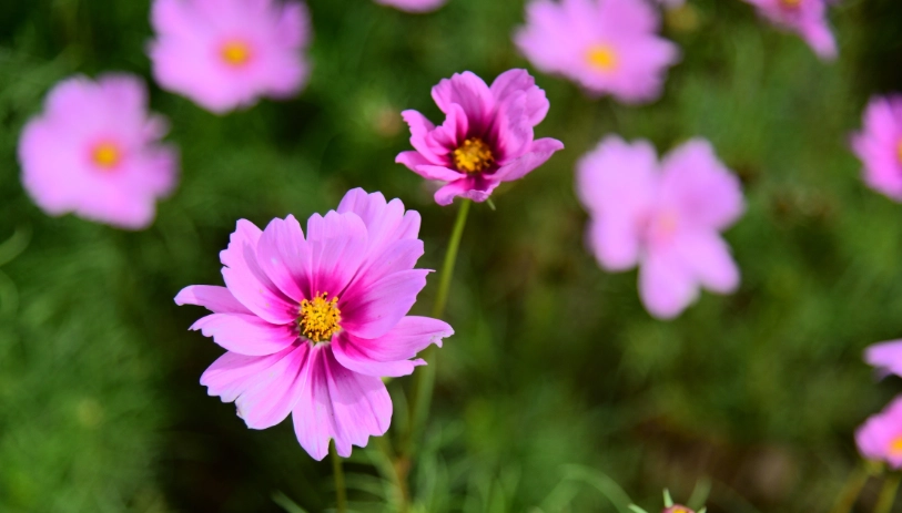 波斯菊拍照技巧