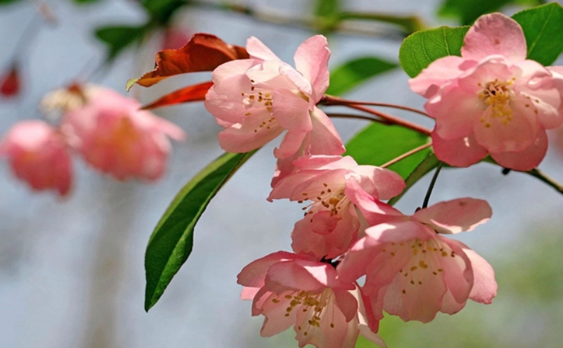 海棠花寓意