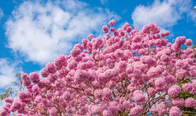 紅花風鈴木 台灣 紅花風鈴木 台灣