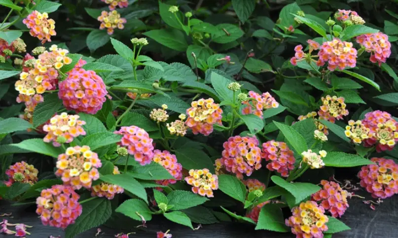 馬纓丹 入侵種 馬纓丹 入侵種