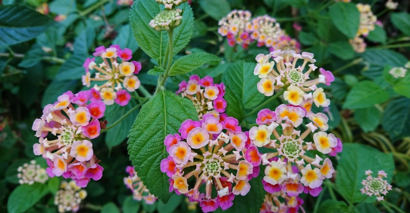 馬纓丹有毒嗎 馬纓丹有毒嗎