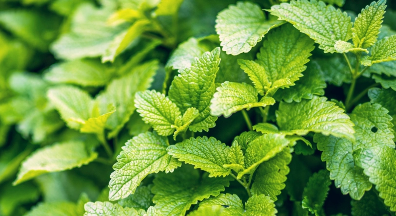 香蜂草終極指南：從種植到料理的完整應用解析