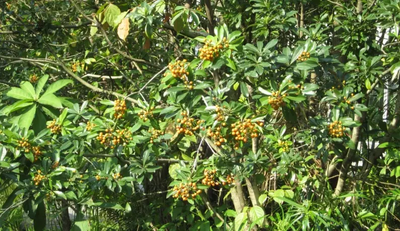台灣海桐 病蟲害防治 台灣海桐 病蟲害防治