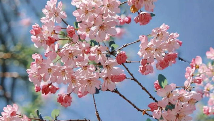 台灣海棠花景點