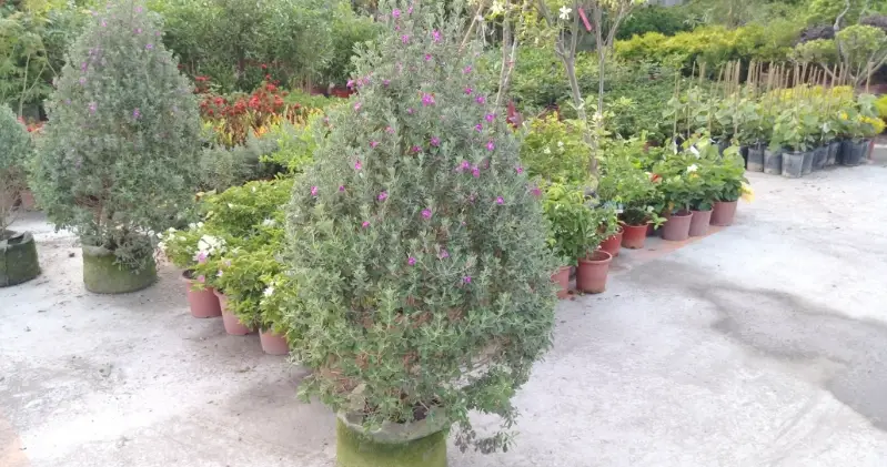 紅花玉芙蓉 種植技巧