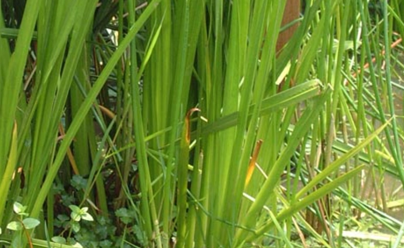 菖蒲全攻略：從種植技巧到文化習俗的深度解析