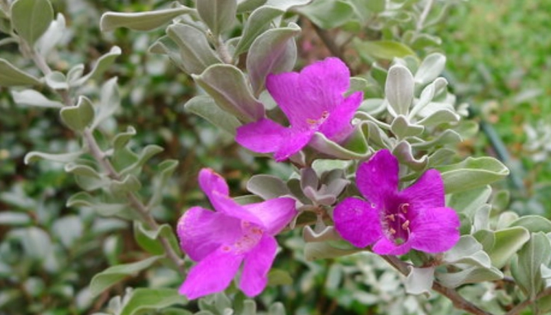 紅花玉芙蓉 花期